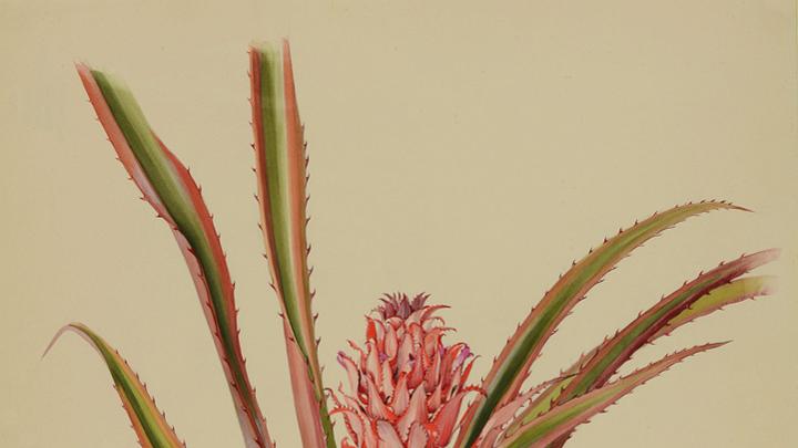 Margaret Mee painting of the bromeliad Ananas bracteatus, which is related to the pineapple