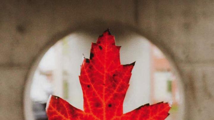 A hand holds a brilliant red maple leaf centered against a round glass window.